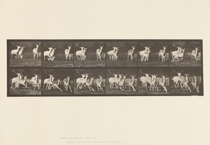 Plate 688. Dåhjort; Buck and Group of Does; Galopperende av Eadweard Muybridge