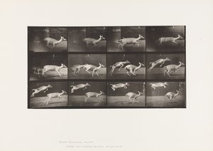 Plate 691. Dåhjort; Doe; Galopperende; og Kid; Hopping av Eadweard Muybridge