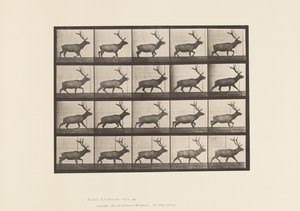 Plate 692. Elg, Trav av Eadweard Muybridge