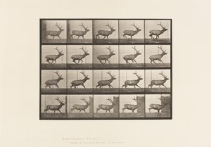 Plate 693. Elg, Galopperende av Eadweard Muybridge