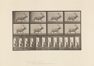 Plate 694. Elg, Galopperende av Eadweard Muybridge
