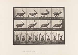 Plate 695. Elg, Galopperende av Eadweard Muybridge