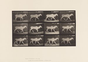 Plate 696. Eland, Trav av Eadweard Muybridge