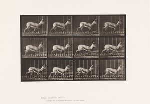 Plate 697. Antilope; Trav av Eadweard Muybridge