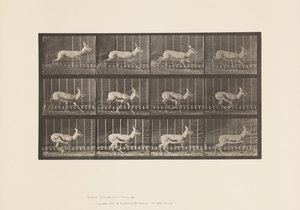 Plate 698. Antilope; Galopperende av Eadweard Muybridge