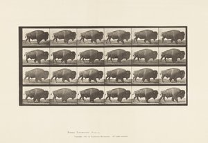 Tallerken 699. Buffalo; Går av Eadweard Muybridge