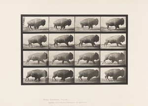Tallerken 700. Buffalo; Galopperende av Eadweard Muybridge