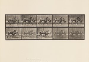 Plate 701. Gnu; Går av Eadweard Muybridge