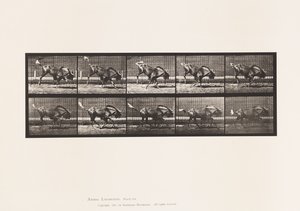 Plate 702. Gnu; Bukking og galopp av Eadweard Muybridge
