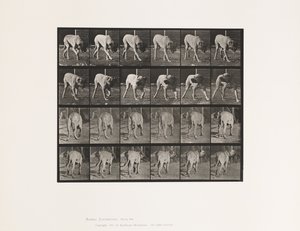 Plate 703. Hund; Turgåing; Avbrutt Mastiff-Dread av Eadweard Muybridge
