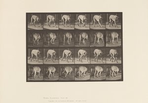 Plate 704. Hund; Turgåing; Mastiff av Eadweard Muybridge