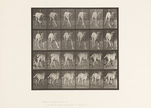 Plate 705. Hund; Trav; Mastiff av Eadweard Muybridge