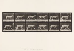 Plate 706. Hund; Trav; Mastiff av Eadweard Muybridge