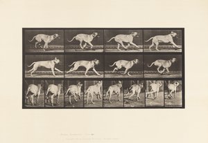 Plate 707. Hund; Galopperende; Mastiff av Eadweard Muybridge