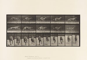 Plate 708. Hund; Galopperende; Brun racerhund av Eadweard Muybridge