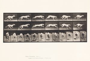 Plate 709. Hund; Galopperende; Hvit Racing Hound Maggie av Eadweard Muybridge