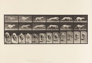 Tallerken 710. Hund; Galopperende; White Racing Hound Maggie av Eadweard Muybridge