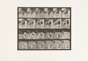 Tallerken 711. Hunder; To Racing; A, B; Racing Hounds, Ike og Maggie av Eadweard Muybridge