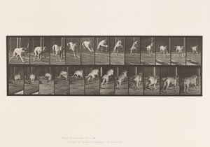 Plate 712. Hund; Hoppehekk; Mastiff, Dread av Eadweard Muybridge
