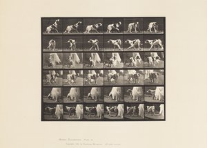 Plate 713. Hund; Snu rundt, etc; Setter Kate av Eadweard Muybridge