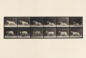 Plate 714. Hund; Opphisset av en torpedo; Mastiff-Smith av Eadweard Muybridge