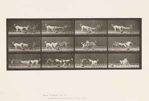 Tallerken 715. Hunder; Tre, dra i et håndkle, Ike, Maggie, etc. av Eadweard Muybridge