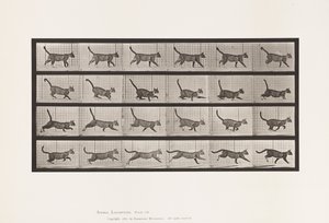 Plate 716. Katt; Gå, bytt til galopp av Eadweard Muybridge