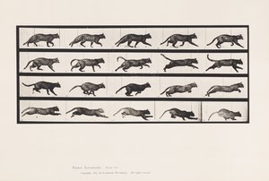 Plate 717. Katt; Trav; Bytt til Galoppering av Eadweard Muybridge