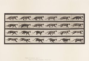 Plate 718. Katt; Trav; Bytt til Galoppering av Eadweard Muybridge