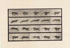 Plate 719. Katt; Galopperende av Eadweard Muybridge