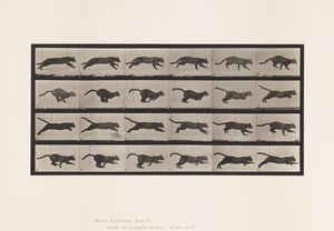 Plate 720. Katt; Galopperende av Eadweard Muybridge