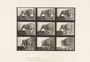 Tallerken 721. Løve; Går av Eadweard Muybridge