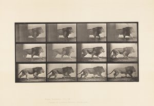 Tallerken 722. Løve; Går av Eadweard Muybridge