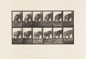 Tallerken 724. Løve; Går, snur seg av Eadweard Muybridge