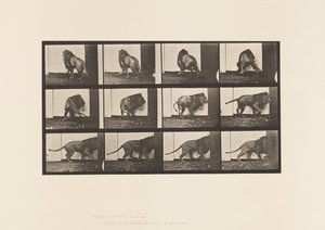 Tallerken 725. Løve; Går, snur seg av Eadweard Muybridge