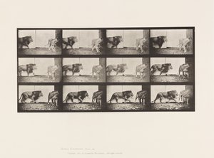 Tallerken 726. Løve og løvinne; Går av Eadweard Muybridge