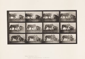 Tallerken 727. Løvinne; Turgåing; Løve; Liggende ned av Eadweard Muybridge