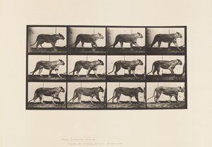 Tallerken 728. Løvinne; Turgåing; Løve; Liggende ned av Eadweard Muybridge