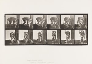Plate 730. Tigress; Turgåing; Snu rundt av Eadweard Muybridge