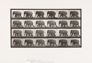 Plate 733. Elefant; Går av Eadweard Muybridge