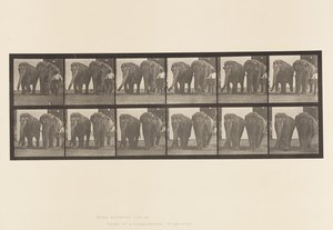 Plate 734. Elefanter; To, gåing av Eadweard Muybridge