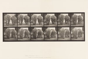 Plate 735. Elefanter; To, gåing av Eadweard Muybridge