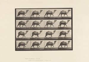 Plate 736. Egyptisk kamel; Reoler av Eadweard Muybridge