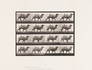 Plate 737. Bactrian Camel; Går av Eadweard Muybridge