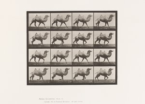 Plate 738. Bactrian Camel; Reoler av Eadweard Muybridge