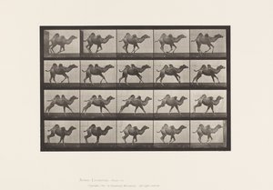 Plate 740. Bactrian Camel; (Ung), Galopperende av Eadweard Muybridge