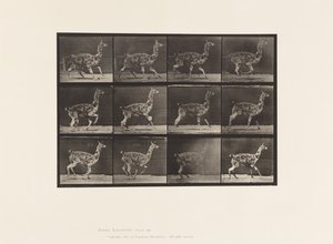 Tallerken 743. Guanaco; Galopperende av Eadweard Muybridge