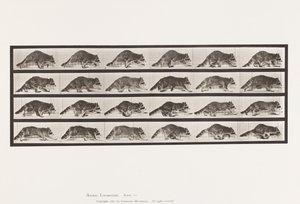 Tallerken 744. Vaskebjørn; Turgåing; Bytt til Galoppering av Eadweard Muybridge