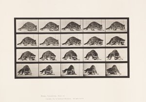 Tallerken 745. Vaskebjørn; Turgåing; og snu av Eadweard Muybridge