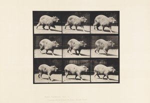 Plate 746. Capybara; Går av Eadweard Muybridge